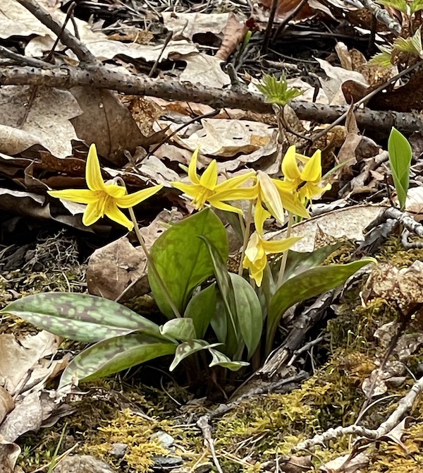 yellow trout lilies growing up through leaf litter