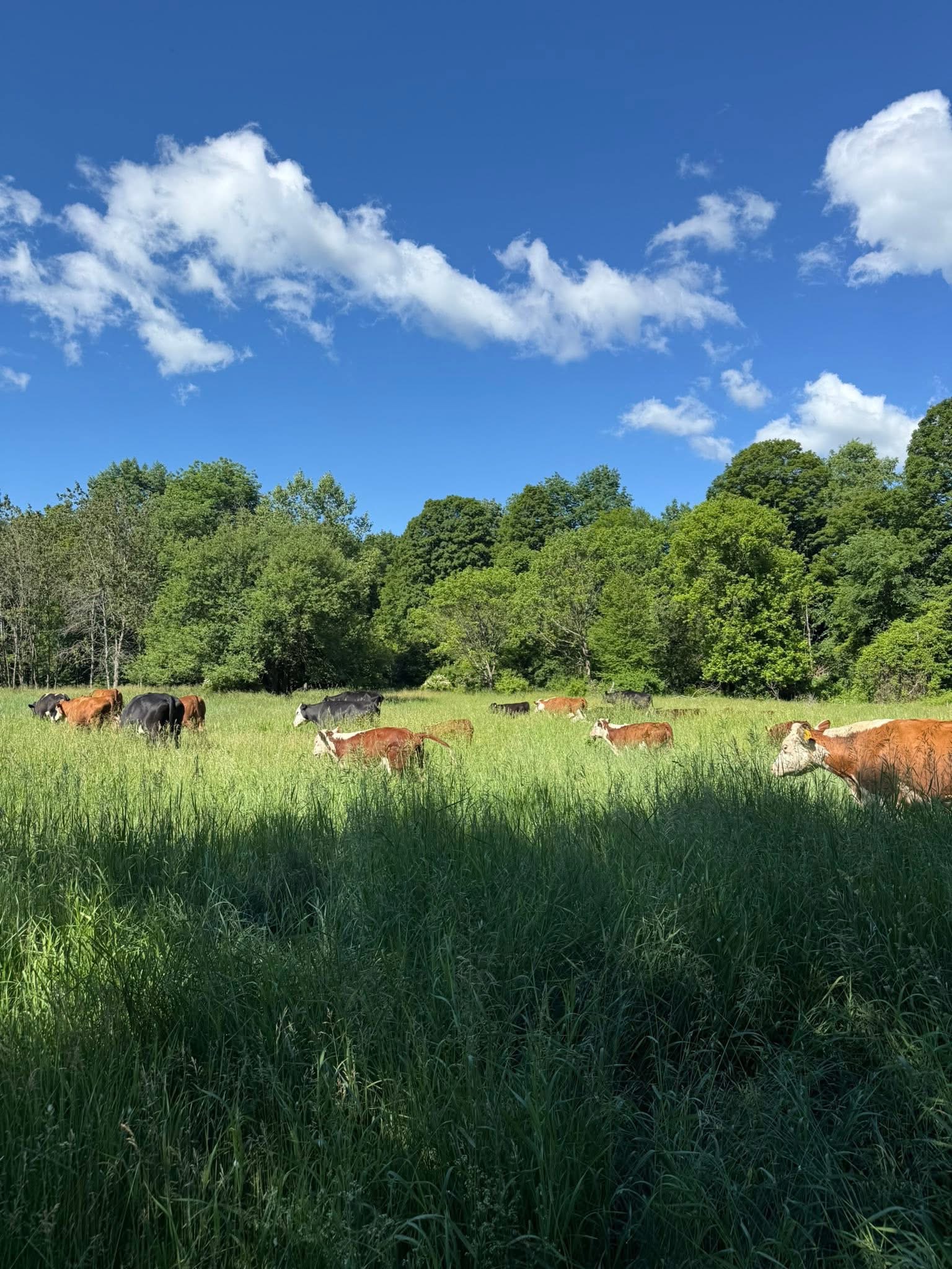 sunny day, blue skies, cows in a field w lots of grass