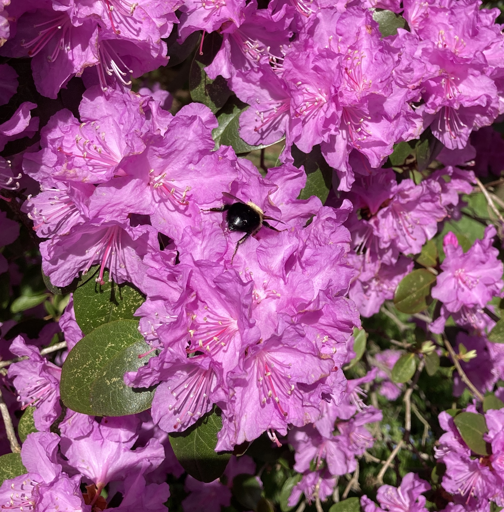 a bee with its head in a rhododendron flower