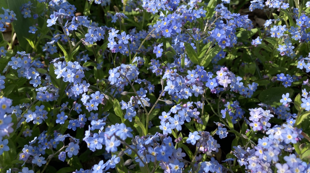 a field of blue forget me nots