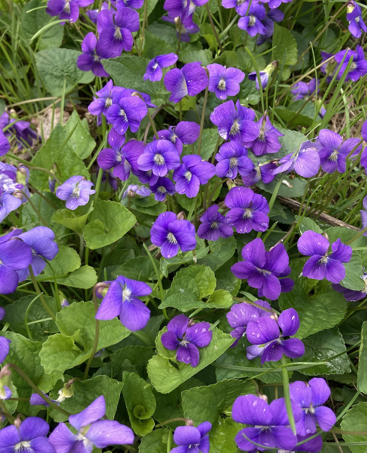 a field of violets