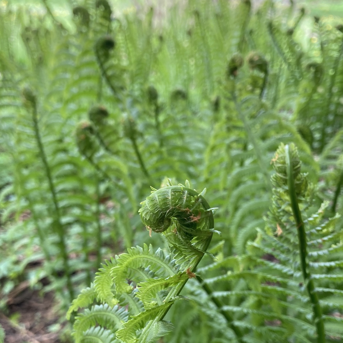 fiddleheads