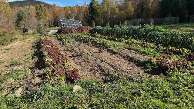 garden on a sunny day w solar panels in the background
