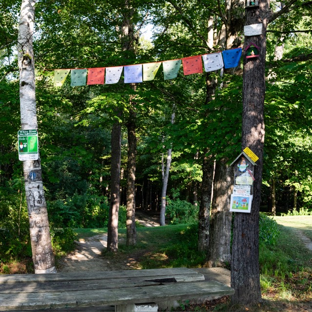 trees and flags hanging. a starting path for disk golf