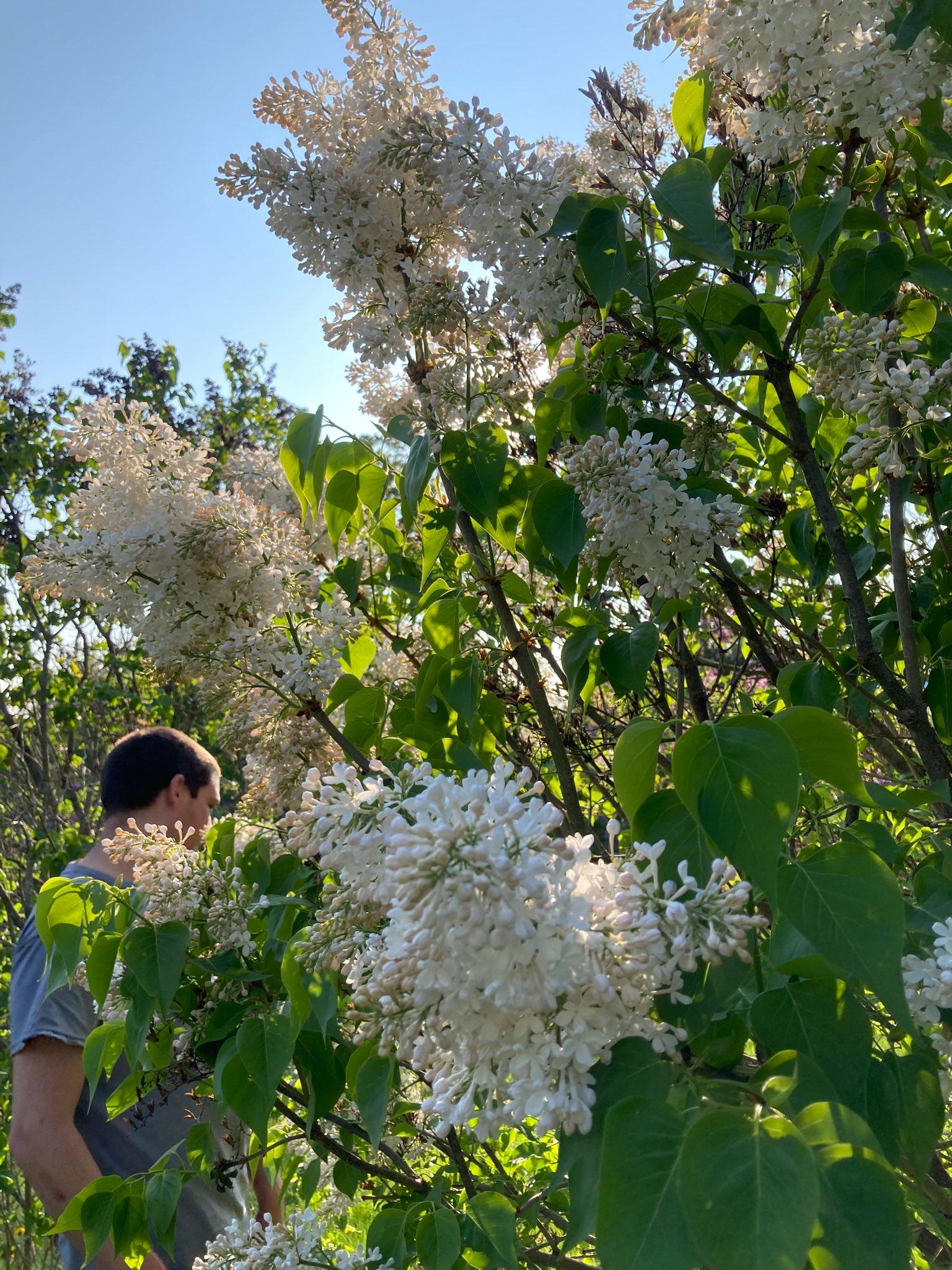 lilacs with the sun shining through them