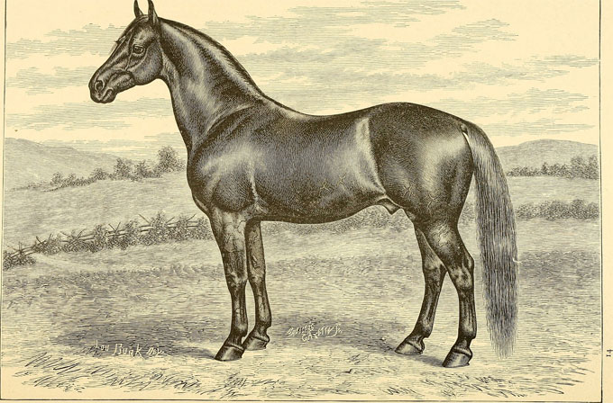 Morgan Horse etching